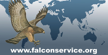 Falcon Service & Security Management Group S.r.l.